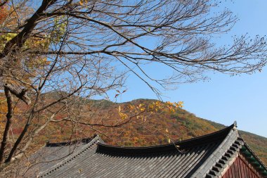 Sonbahar yaprakları, ağaç dalları ve geleneksel Kore çatıda mavi gökyüzü, Güney Kore