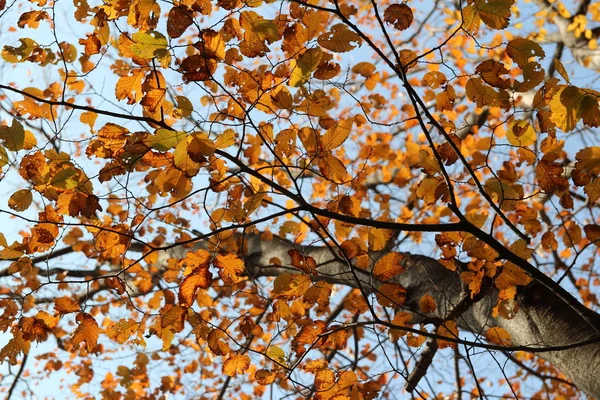 Farbenfrohe Herbstblätter Blauen Himmel Südkorea — Stockfoto