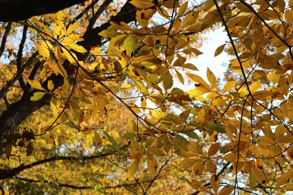 Farbenfrohe Herbstblätter Blauen Himmel Südkorea — Stockfoto