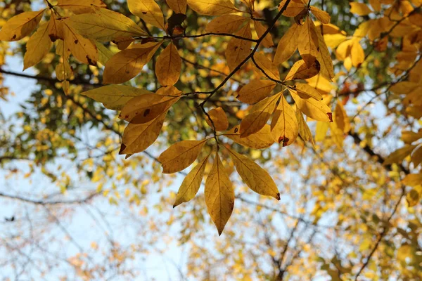 Hojas Coloridas Otoño Cielo Azul Corea Del Sur —  Fotos de Stock