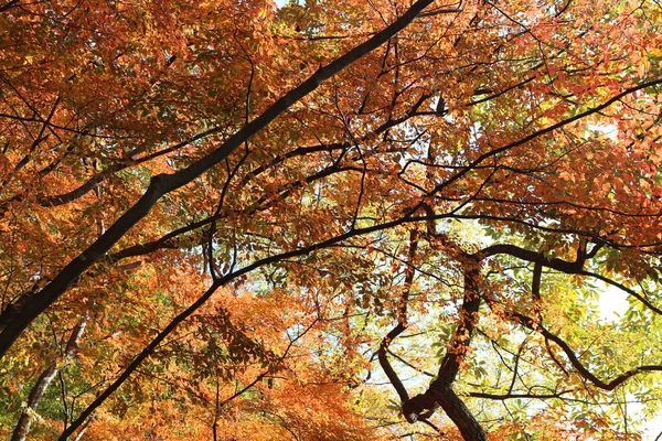 Mavi gökyüzü, Güney Kore renkli sonbahar yaprakları