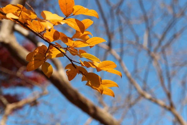 Gelbe Herbstblätter Blauen Himmel Süd Kor — Stockfoto