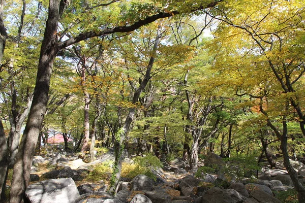 Vue Automne Des Feuilles Colorées Dans Forêt Corée Sud — Photo