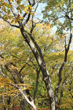 Ormanda renkli yaprakların sonbahar görünümü, Güney Kore