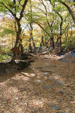 Ormanda renkli yaprakların sonbahar görünümü, Güney Kore