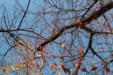 Mavi gökyüzü, Güney Kore renkli sonbahar yaprakları