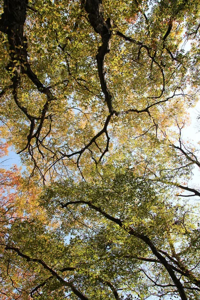 Folhas Outono Coloridas Céu Azul Coréia Sul — Fotografia de Stock