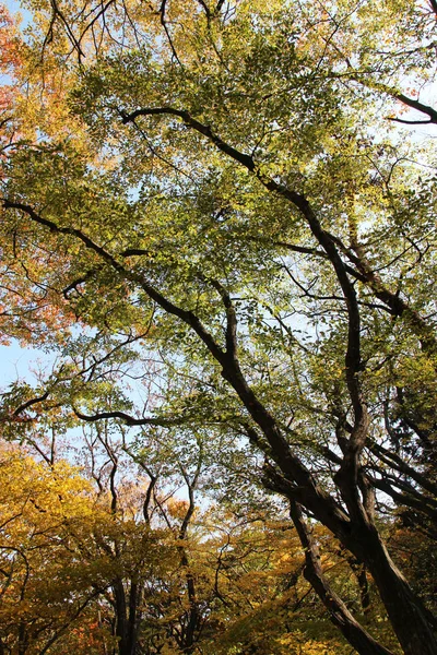 Kolorowych Liści Jesienią Błękitne Niebo Korea Południowa — Zdjęcie stockowe