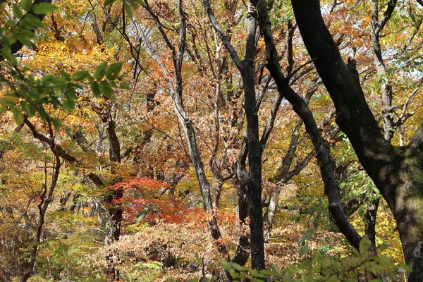 Vista Autunnale Foglie Colorate Nella Foresta Corea Del Sud — Foto Stock