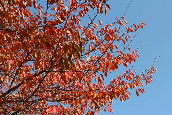 Κόκκινα Φύλλα Μπλε Ουρανού Φθινόπωρο Νότια Κορέα — Φωτογραφία Αρχείου