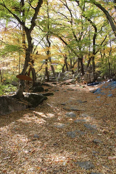 Vue Automne Des Feuilles Colorées Dans Forêt Corée Sud — Photo