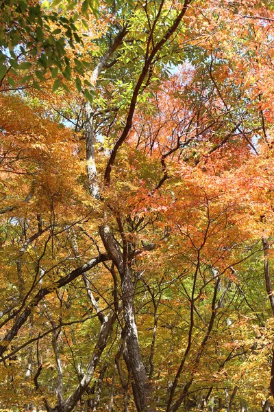 カラフルな葉や木の枝森 韓国での秋のビュー — ストック写真