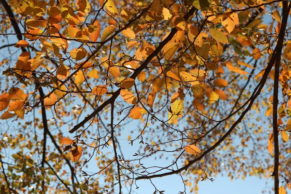 Kleurrijke Herfstbladeren Blauwe Hemel Zuid Korea — Stockfoto