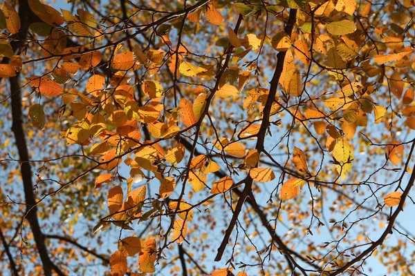 Hojas Coloridas Otoño Cielo Azul Corea Del Sur —  Fotos de Stock