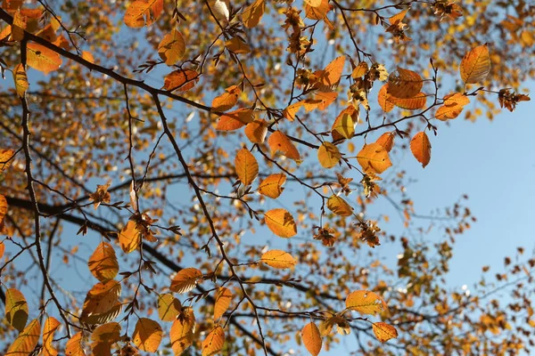 Kolorowych Liści Jesienią Błękitne Niebo Korea Południowa — Zdjęcie stockowe