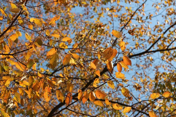 Hojas Coloridas Otoño Cielo Azul Corea Del Sur —  Fotos de Stock