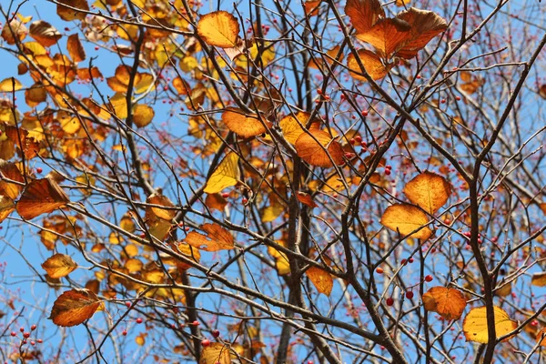 Kleurrijke Herfstbladeren Blauwe Hemel Zuid Korea — Stockfoto