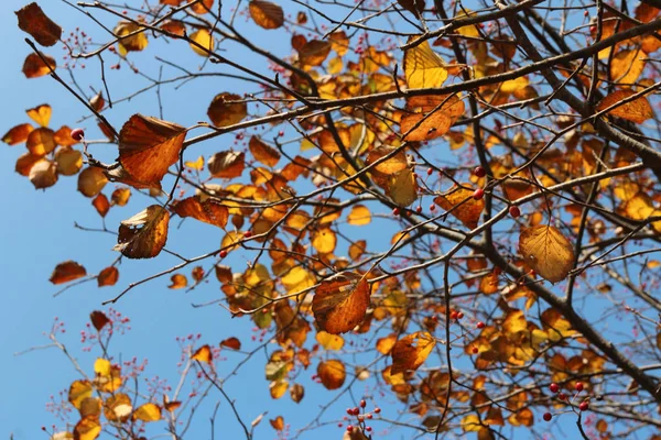 Farbenfrohe Herbstblätter Blauen Himmel Südkorea — Stockfoto