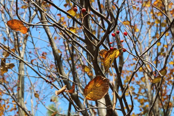 Farbenfrohe Herbstblätter Blauen Himmel Südkorea — Stockfoto