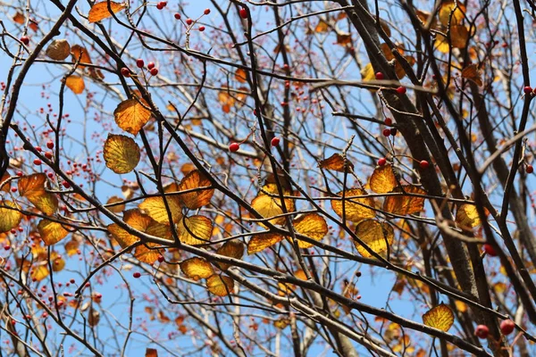 Folhas Outono Coloridas Galhos Árvores Artísticas Céu Azul Coréia Sul — Fotografia de Stock