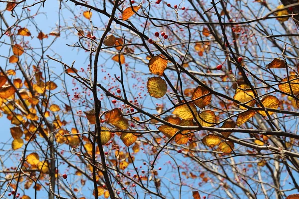 Kleurrijke Herfst Bladeren Artistieke Boomtakken Blauwe Hemel Zuid Korea — Stockfoto