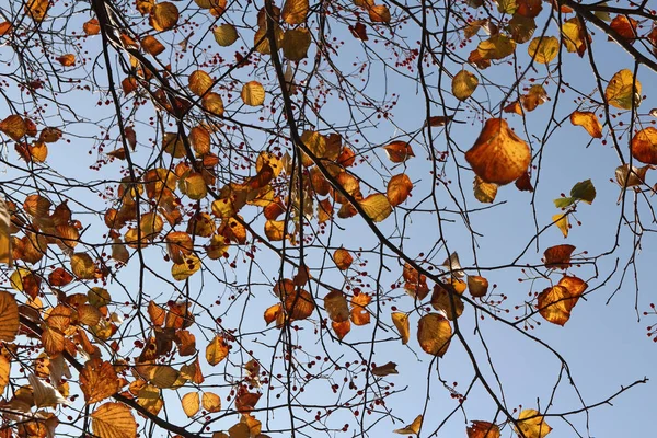 Цветные Осенние Листья Художественные Ветви Деревьев Голубом Небе Южная Корея — стоковое фото