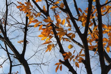 Renkli sonbahar yaprakları ve sanatsal ağaç dalları üzerinde mavi gökyüzü, Güney Kore