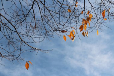 Renkli sonbahar yaprakları ve sanatsal ağaç dalları üzerinde mavi gökyüzü, Güney Kore