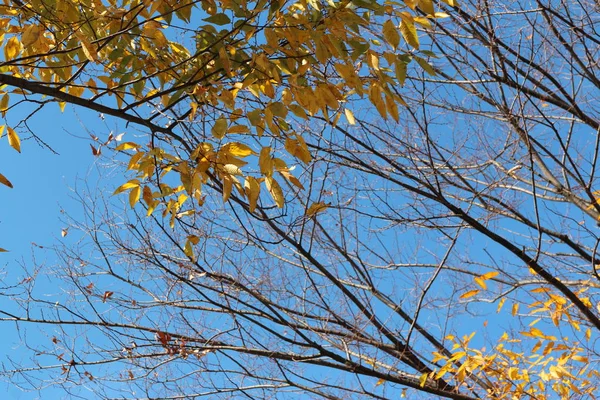 Farbenfrohe Herbstblätter Und Kunstvolle Äste Blauen Himmel Südkorea — Stockfoto