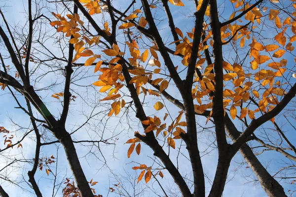Renkli sonbahar yaprakları ve sanatsal ağaç dalları üzerinde mavi gökyüzü, Güney Kore
