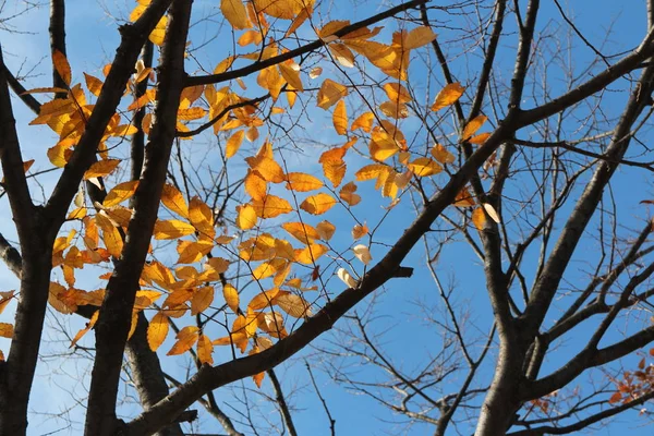 Kleurrijke Herfst Bladeren Artistieke Boomtakken Blauwe Hemel Zuid Korea — Stockfoto