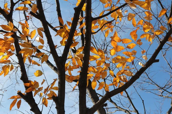 Farbenfrohe Herbstblätter Und Kunstvolle Äste Blauen Himmel Südkorea — Stockfoto