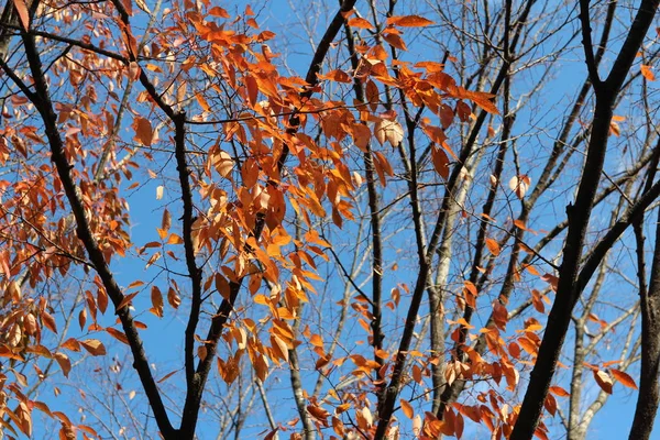 色鮮やかな秋の紅葉と青空 韓国の芸術的な木の枝 — ストック写真
