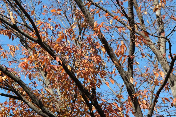 Kolorowych Liści Jesienią Artystyczny Drzewo Gałęzie Błękitne Niebo Korea Południowa — Zdjęcie stockowe