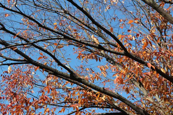 Πολύχρωμο Φθινόπωρο Φύλλα Και Καλλιτεχνική Δέντρο Κλαδιά Στο Μπλε Του — Φωτογραφία Αρχείου