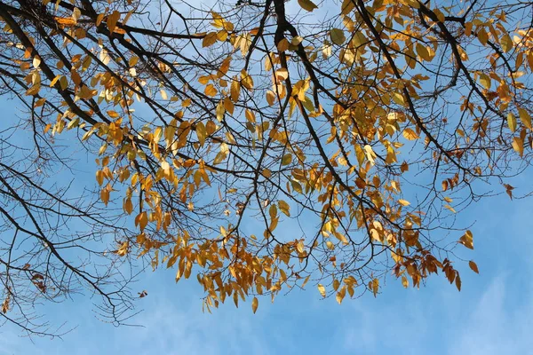 Farbenfrohe Herbstblätter Und Kunstvolle Äste Blauen Himmel Südkorea — Stockfoto