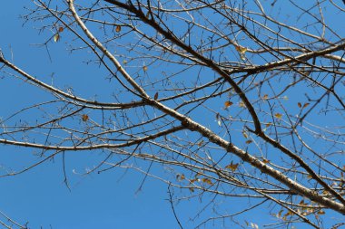 Renkli sonbahar yaprakları ve sanatsal ağaç dalları üzerinde mavi gökyüzü, Güney Kore