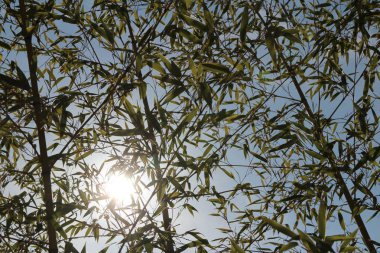 Bambu güneş ışığına karşı yaprakları sonbaharda, Güney Kore