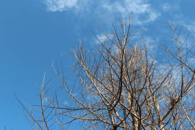 Ginkgo Güz, Güney Kore mavi gökyüzü üzerinde kuru ve sanatsal ağaç dalları