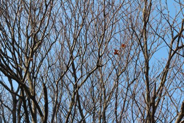 Sonbahar görünümü, ağaç ve orman, Güney Kore sanat dallarında