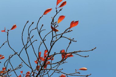Renkli sonbahar yaprakları ve sanatsal ağaç dalları üzerinde mavi gökyüzü, Güney Kore