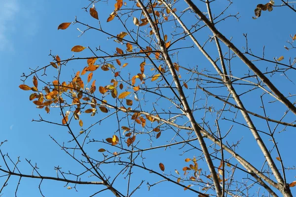 Hojas Coloridas Otoño Ramas Artísticas Árboles Cielo Azul Corea Del —  Fotos de Stock