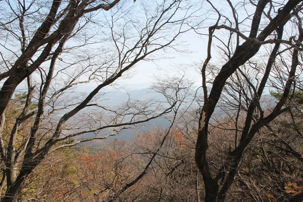 カラフルな葉や森林 南朝鮮の木の秋のビュー — ストック写真
