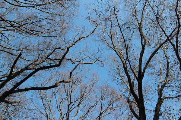 Hojas Coloridas Otoño Ramas Artísticas Árboles Cielo Azul Corea Del — Foto de Stock