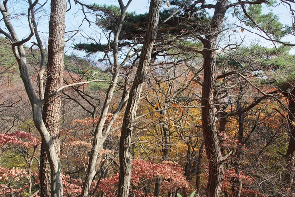 Vue Automne Feuilles Arbres Colorés Dans Forêt Corée Sud — Photo