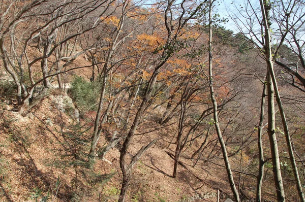 韩国森林中五颜六色的树叶和树木的秋天的景色 — 图库照片