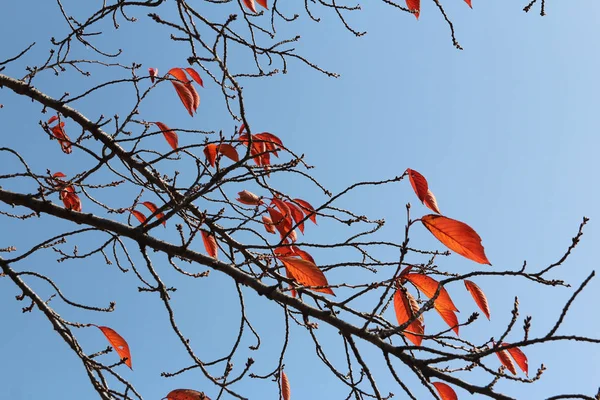 Renkli sonbahar yaprakları ve sanatsal ağaç dalları üzerinde mavi gökyüzü, Güney Kore