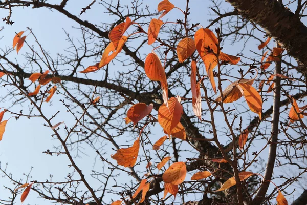 Renkli sonbahar yaprakları ve sanatsal ağaç dalları üzerinde mavi gökyüzü, Güney Kore