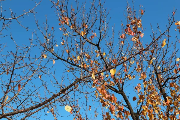 Hojas Coloridas Otoño Ramas Artísticas Árboles Cielo Azul Corea Del —  Fotos de Stock