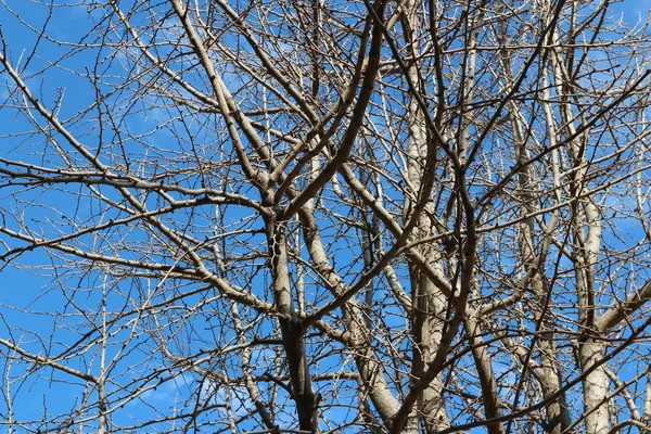 Větve Suché Umělecké Stromu Ginkgo Modré Obloze Podzim Jižní Korea — Stock fotografie